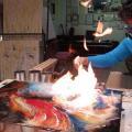 Nel fuoco si perde