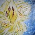 Lilium in uno studio
